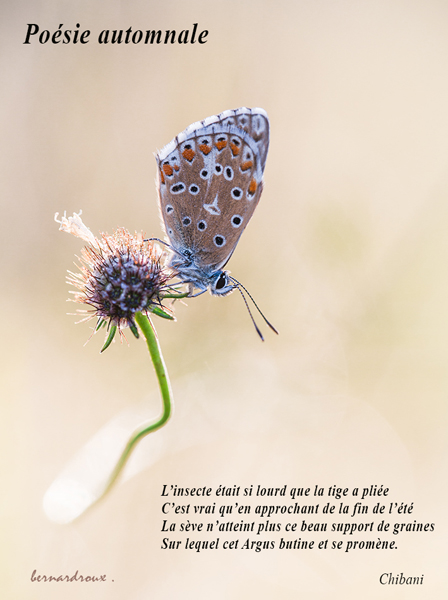 11  poesie automnale r 